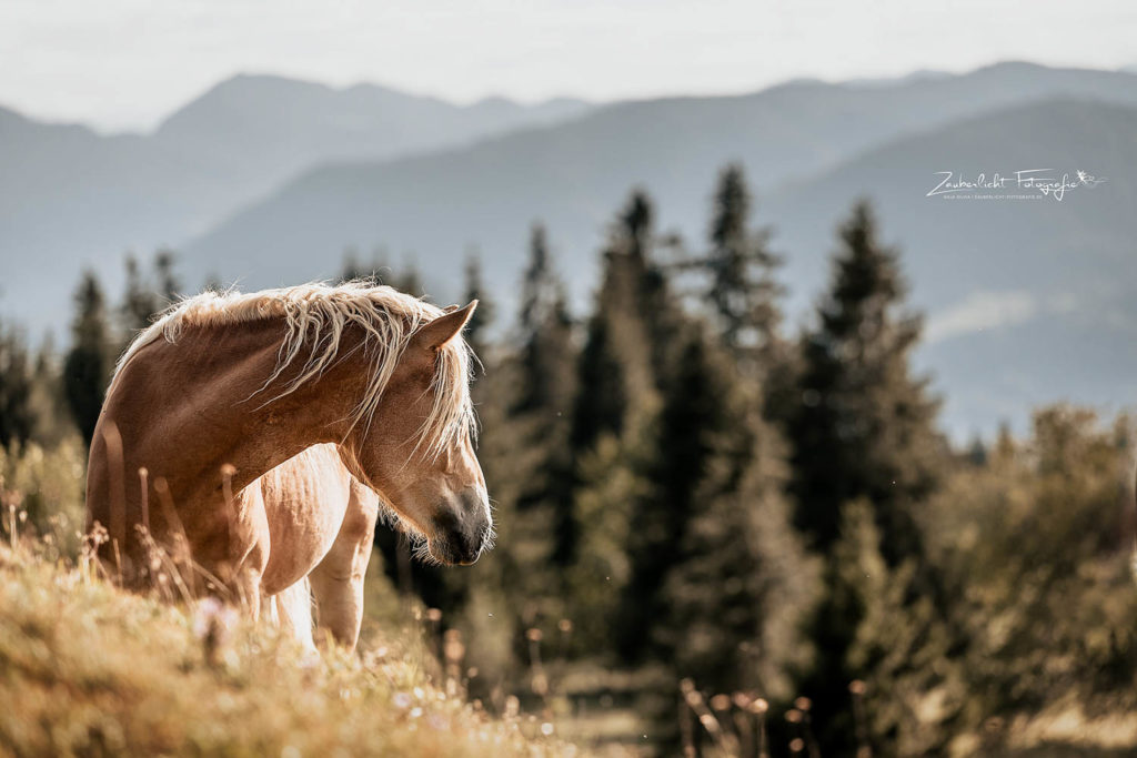 Haflinger Tirol Fohlenhof Ebbs